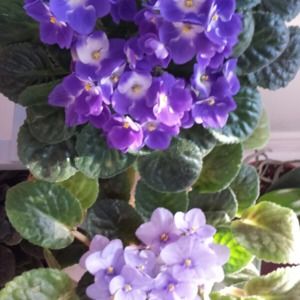 Meet your Posher, Valerie